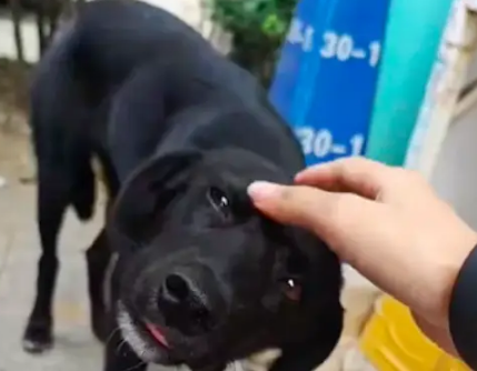 经常喂的流浪狗被举报，城管一早就来抓它