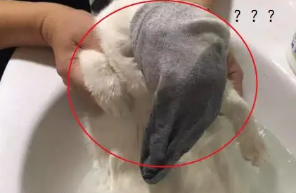 猫咪不肯配合洗澡，妹子想了个办法，洗完澡后猫猫生无可恋了