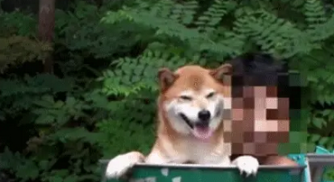 柴犬泡“温泉”，一脸享受，后面变成了狗肉锅
