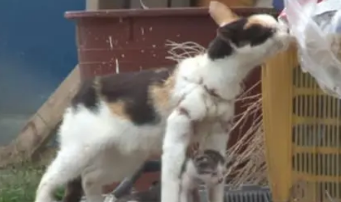 流浪猫被渔网缠了一年，却忍痛喂孩子，小奶猫被拖着的画面太揪心