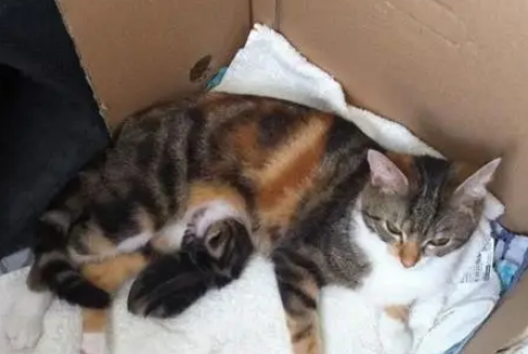 流浪猫趁女子睡觉进门偷食物，结果却被收养