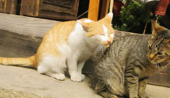猫咪“离家出走”后，为什么再也回不来呢？这几点让人很心酸