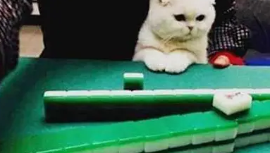主人带猫咪去打麻将，猫咪聚精会神的看着，像是自己在打一样 