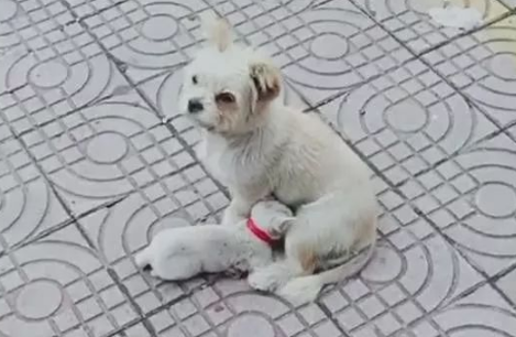 饿了几天的流浪猫在流浪狗这里找到了吃的，网友看后泪目