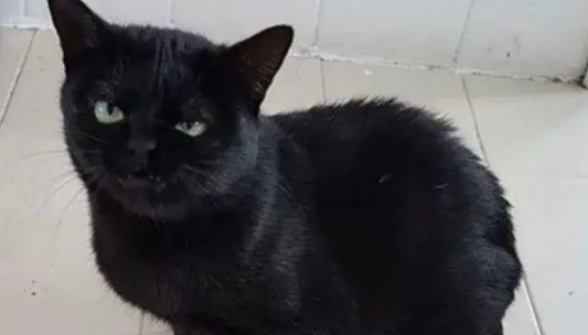 铲屎官用黑猫掉的毛发，给捏了一个黑猫模样，黑猫看见后表情亮了