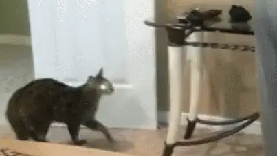 猫咪跑去抱主人的腰，咬主人的屁股，喵：看这屁股不爽 