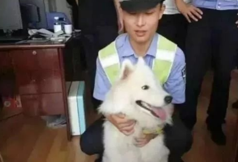 萨摩耶在警察局蹭吃蹭喝一个月：警局都被吃穷了！