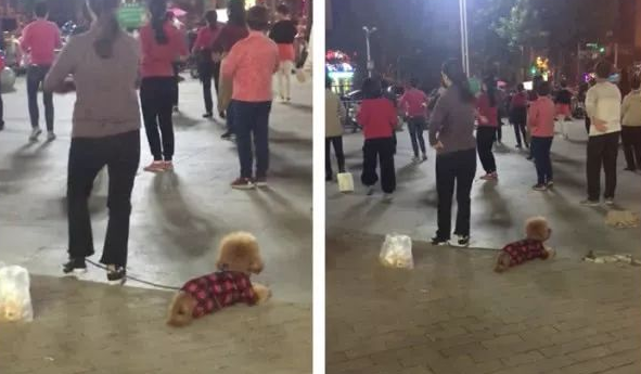 泰迪乖乖地卧一旁看主人跳广场舞，幸好它对这没兴趣呀