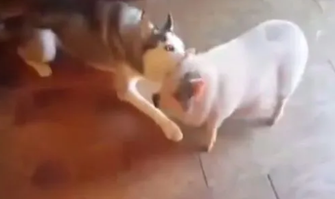 哈士奇喜欢和宠物猪玩，结果被同伴鄙视