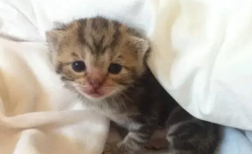 流浪猫趁女子睡觉进门偷食物，结果却被收养