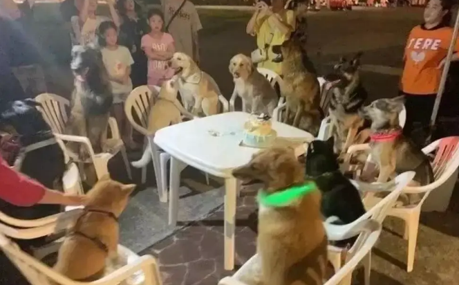 柴犬过生日，11只“狗友”来参加它的派对，真让人羡慕