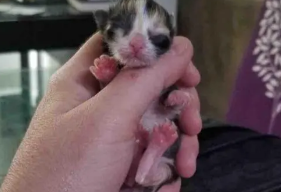 孩子相继离世，母猫为救最后的小猫，把小猫放在诊所门口转身离开