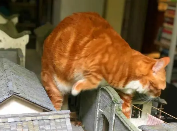 橘猫化身“小怪兽”，赖在街道模型中不走：这是“朕”的天下