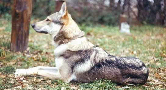 捷克狼犬很帅气，简直是酷毙了，这傲娇太明显