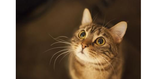 美国一只小猫在经历种种磨难后重新回到主人的怀抱