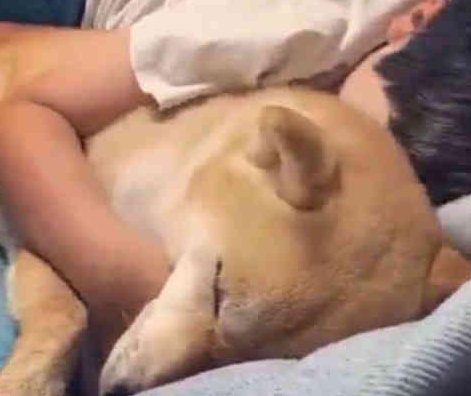 让柴犬去叫儿子起床 结果半天没动静 主人推开房门后哭笑不得