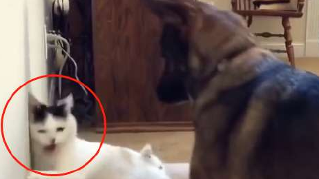猫咪霸占德牧新窝，还想动手挠德牧，真以为自己是“老虎”了？