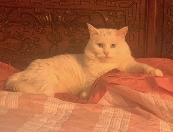 2年前收养的猫：楚楚可怜！2年后：不装了，我就是这个家的大爷