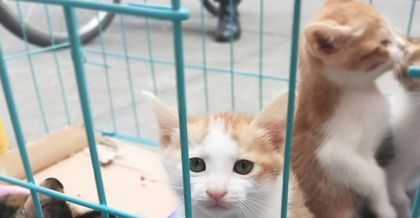 猫咪“离家出走”后，为什么再也回不来呢？这几点让人很心酸
