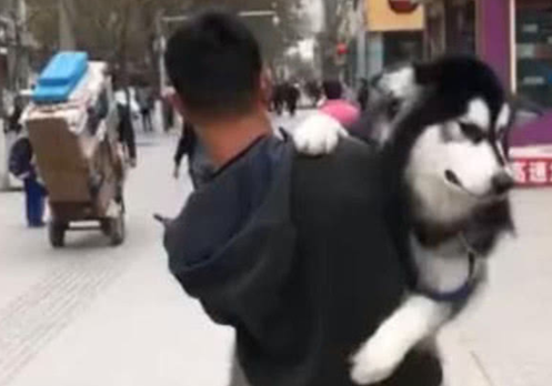 狗狗贪玩，出来就不想回去了，男子只能用公主抱将其抱回去 