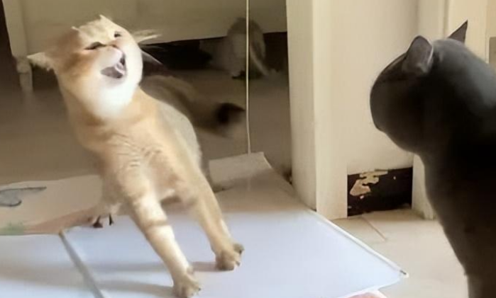 猫跟同伴吵架，吵着吵着气缺氧了，直接晕倒…这骂得多脏啊