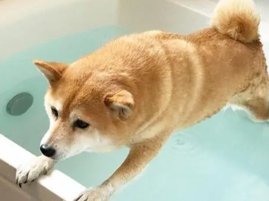 柴犬泡“温泉”，一脸享受，后面变成了狗肉锅