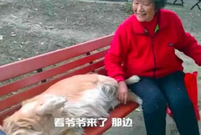 金毛不接受爷爷去世，每天一大早还去公园占座，奶奶善意骗它回家