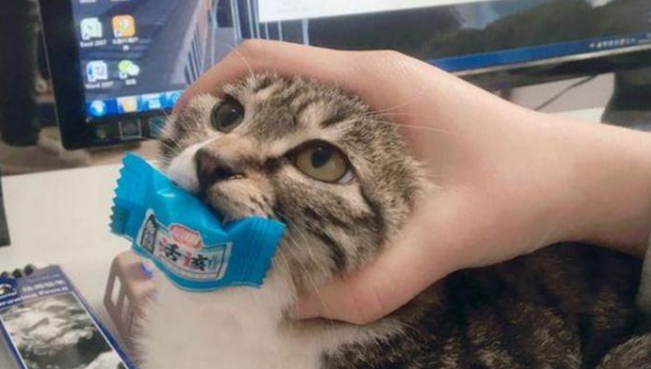 猫咪在家里偷吃的被我抓住，训斥了好几句，它咬着就是不肯松口