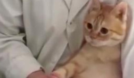 主人带橘猫去孕检，看到橘猫表情主人笑喷，猫：我是怀孕，不是胖
