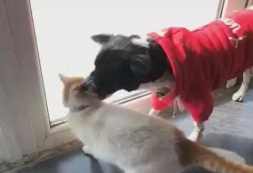 猫咪被邻居狗狗欺负，萨摩耶实力镇压，萨摩：小样，欺负我大哥？