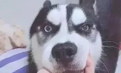 价值2万的沉香被哈士奇拿来磨牙，想成为一顿狗肉汤了？