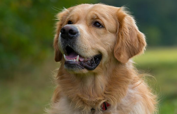 未戴嘴套金毛犬挣脱牵引绳咬伤泰迪犬，金毛犬主人被判全责
