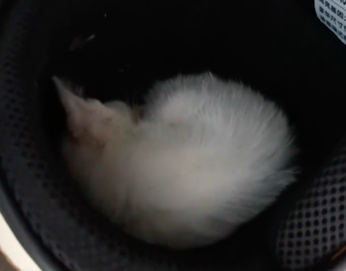 流浪猫跑进头盔里睡觉，女子为不打扰它，连续一周都没骑电动车