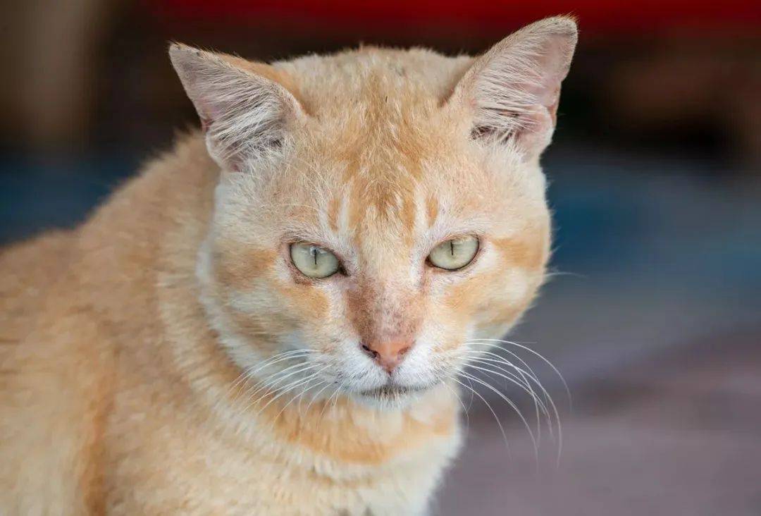 小镇最凶橘猫，喜欢找狗打架还袭击路人，猫主人无能为力 