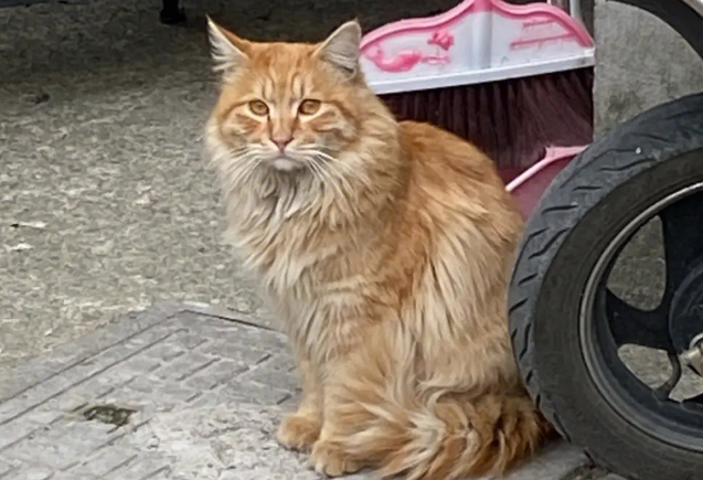 流浪猫成精了？它竟然以为自己是一条狗！ 