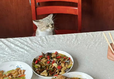 奶奶不让猫咪上桌吃饭，它生气地扭过头去表情很不悦，太可爱了吧