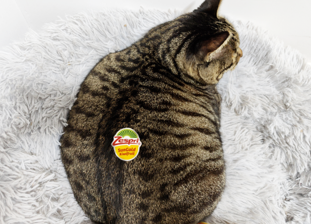 第一次买到十几斤一个的猕猴桃，到手就长了很长的毛，这正常吗？