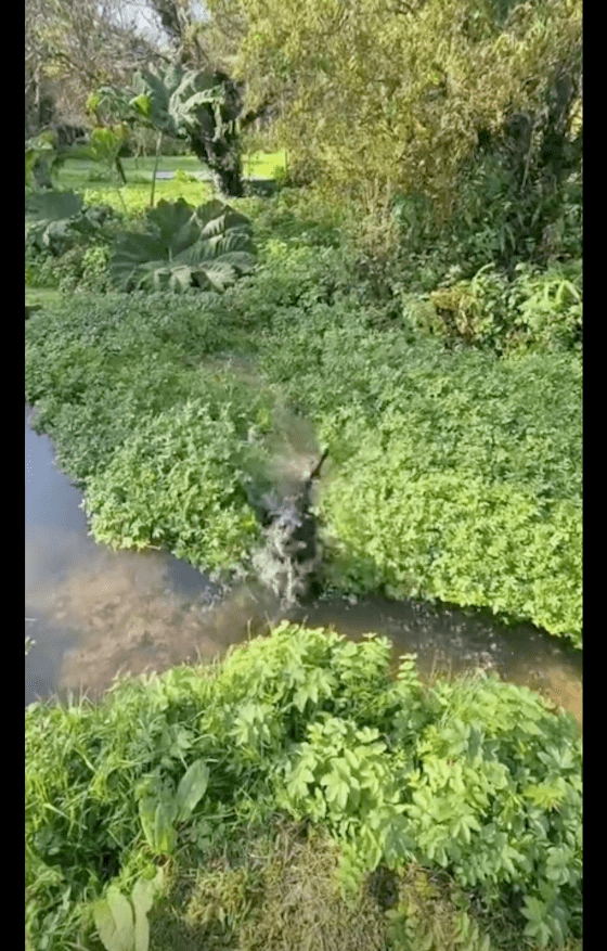 狗狗误把湖面绿植当草地，直接往里面跳，落水后的样子太好笑了！ 