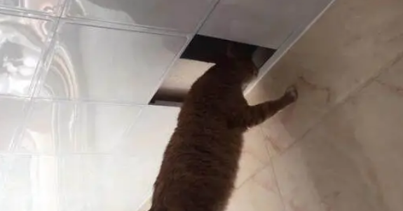 铲屎官放橘猫到天花板上抓老鼠，橘猫做出的行为，令他哭笑不得