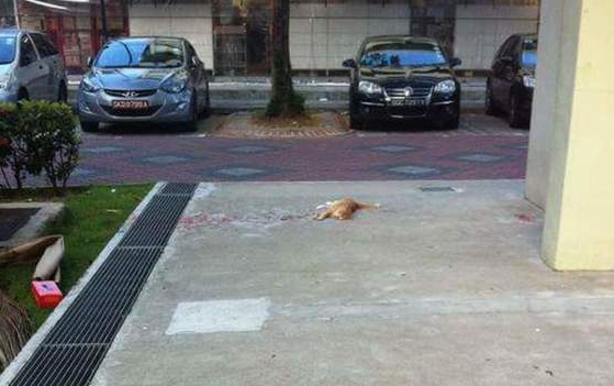 路上惊现死亡猫咪，网友哭着走近查看，却让人跌破眼镜！