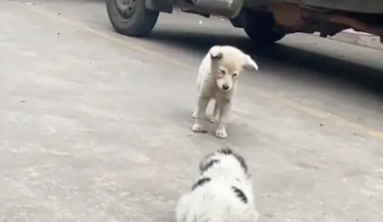 流浪狗被家犬赶出门，它趴在外面待了一天，好心喂食时它竟流泪了
