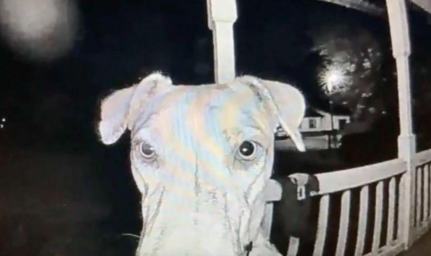 狗狗被烟花吓得离家出走，在主人正心急如焚时，它回来了