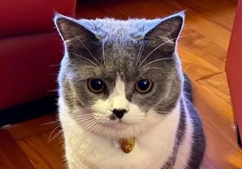 铲屎官担心小猫被欺负，没成想初见面它就礼数周全：先巴结大佬