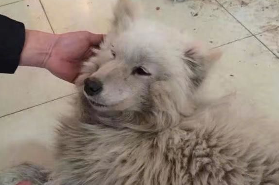 萨摩耶遭人抛弃，狗贩子又下狠手，不再微笑的它该何去何从？