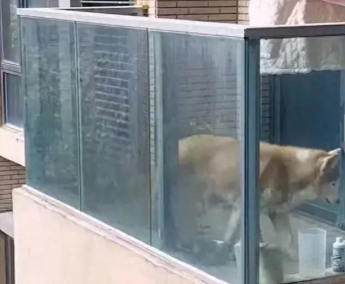 狗狗整天被关在阳台上，已经出现抑郁症状！主人却不开门不配合！