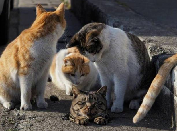 猫卡墙里20天瘦8斤，胖救了它一命...但说好的猫是液体呢？