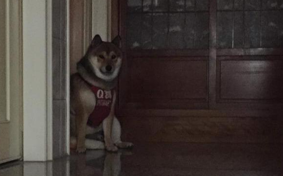 主人半夜一点回家，发现柴犬在门口等候，网友却一句话毁暖心场面