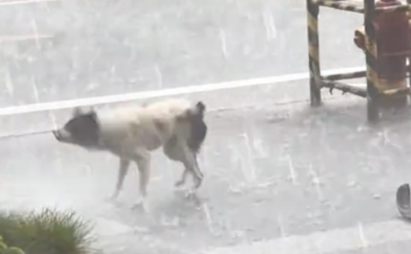 流浪狗独自在路上跑，却找不到可以躲雨的地方