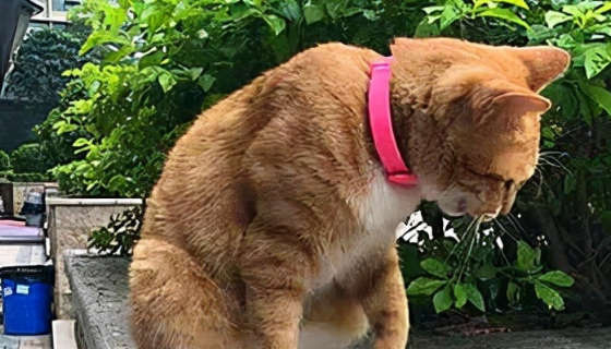 猫咪“离家出走”后，为什么再也回不来呢？这几点让人很心酸