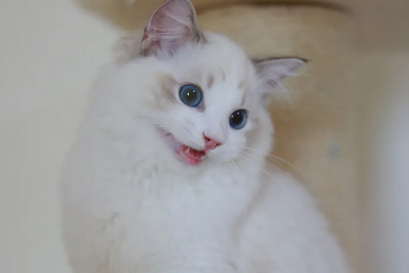 可爱的布偶猫，真的是太漂亮了，网友：这可是猫中公主啊！